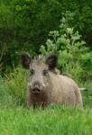  Prase divoké ( Sus scrofa)