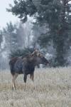 Los evropský (Alces alces)