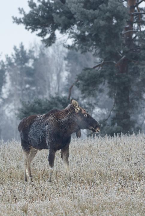 Los evropský (Alces alces)