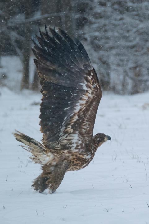  Orel mořský ( Haliaeetus albicillus)