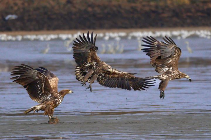  Orel mořský ( Haliaeetus albicillus)