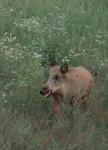  Prase divoké ( Sus scrofa)