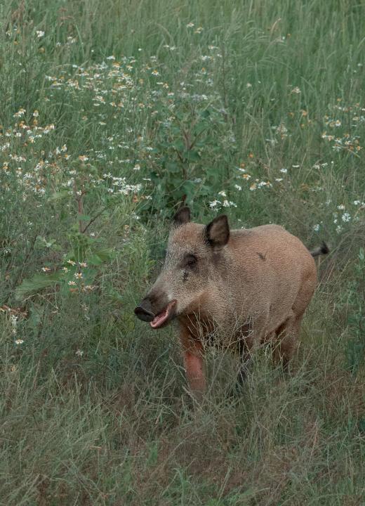  Prase divoké ( Sus scrofa)