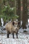  Prase divoké ( Sus scrofa)