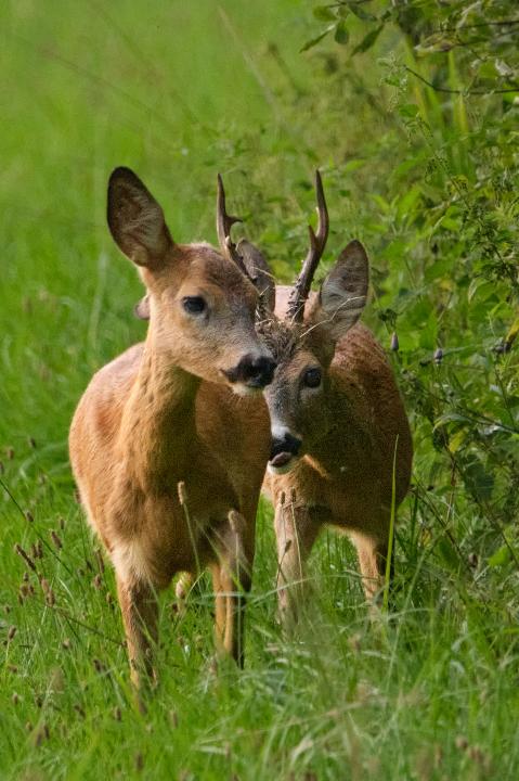 Srnec obecný ( Capreolus capreolus )
