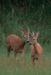  Srnec obecný ( Capreolus capreolus )
