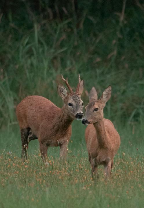 Srnec obecný ( Capreolus capreolus )