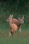  Srnec obecný ( Capreolus capreolus )