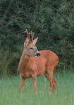  Srnec obecný ( Capreolus capreolus )