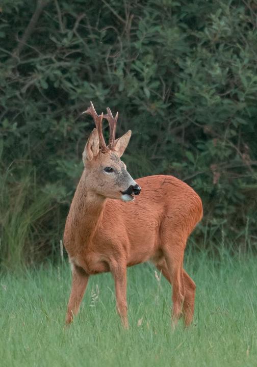  Srnec obecný ( Capreolus capreolus )
