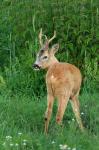  Srnec obecný ( Capreolus capreolus )