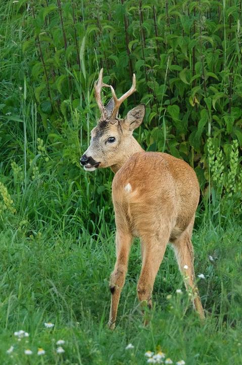 Srnec obecný ( Capreolus capreolus )