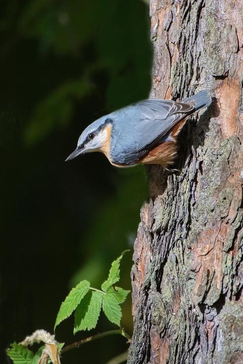 Brhlík lesní (Sitta europaea)