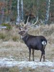 Jelen sika japonský (Cervus nippon nippon)