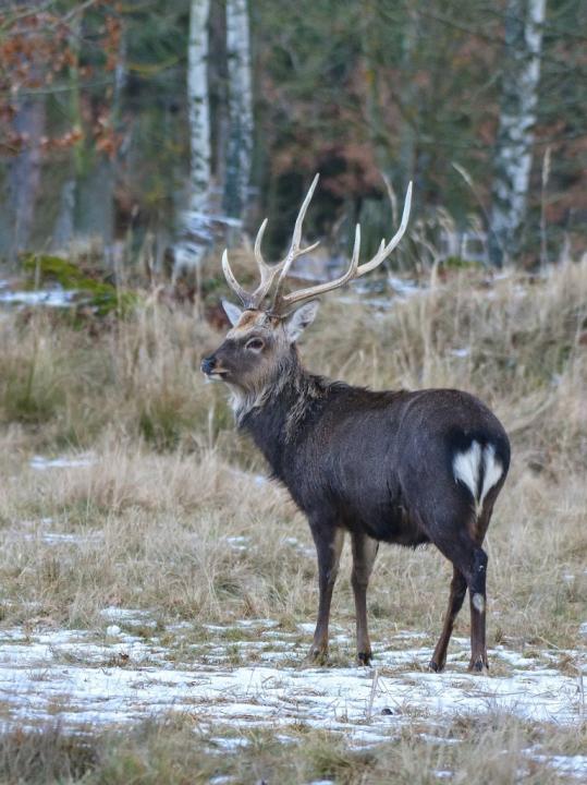 Jelen sika japonský (Cervus nippon nippon)