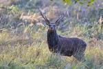 Jelen sika japonský (Cervus nippon nippon)