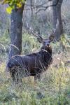 Jelen sika japonský (Cervus nippon nippon)