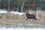 Jelen sika japonský (Cervus nippon nippon)
