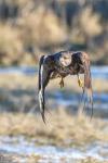 Káně lesní (Buteo buteo)