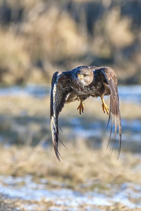 Káně lesní (Buteo buteo)