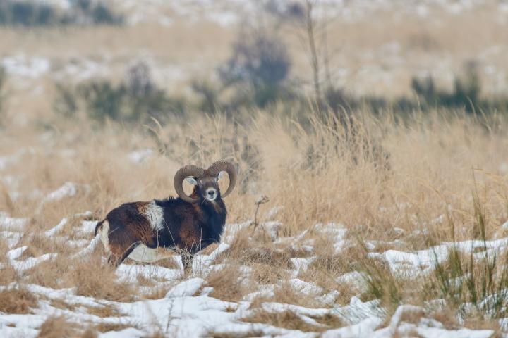 Muflon (Ovis musimon)