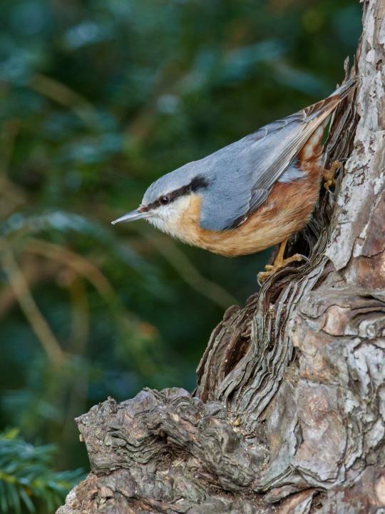 Brhlík lesní (Sitta europaea)