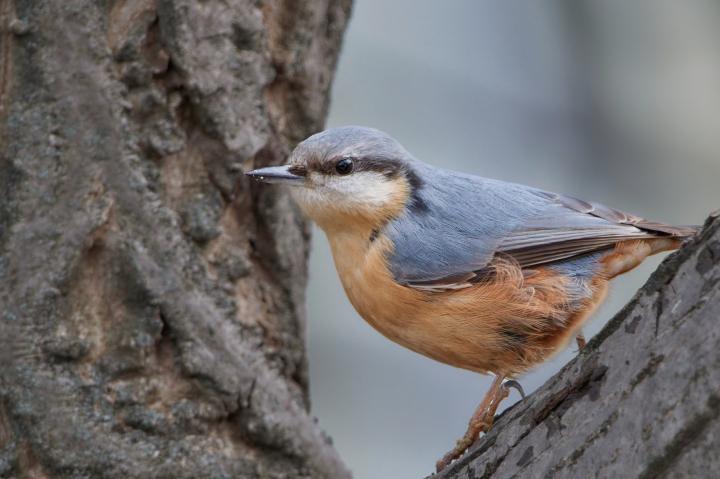 Brhlík lesní (Sitta europaea)