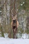 Jelen lesní (Cervus elaphus)