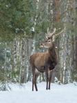 Jelen lesní (Cervus elaphus)