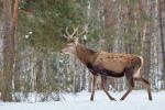 Jelen lesní (Cervus elaphus)