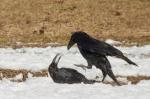 Krkavec velký (Corvus corax)