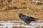 Krkavec velký (Corvus corax)