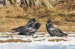 Krkavec velký (Corvus corax)