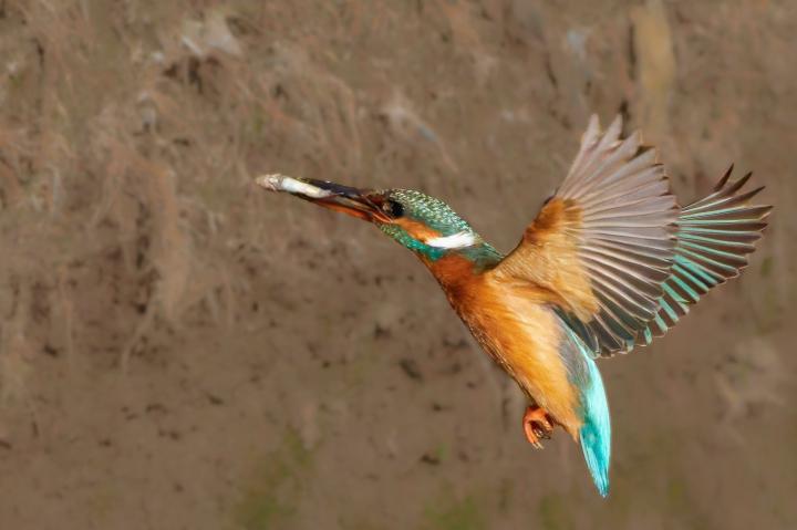 Ledňáček říční (Alcedo atthis)