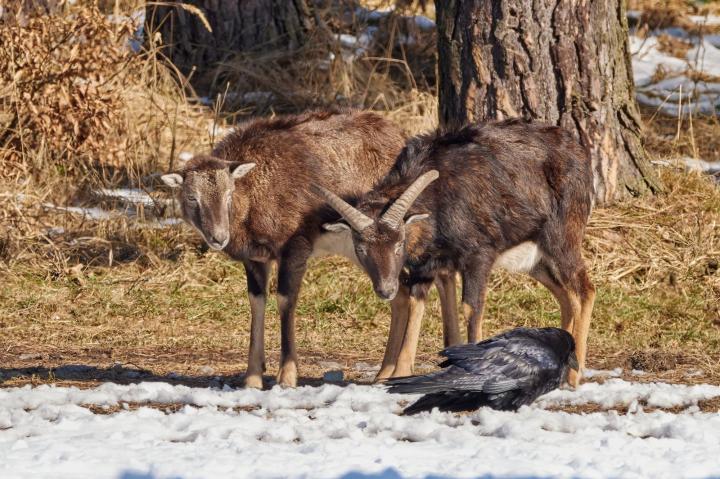 Muflon (Ovis musimon)
