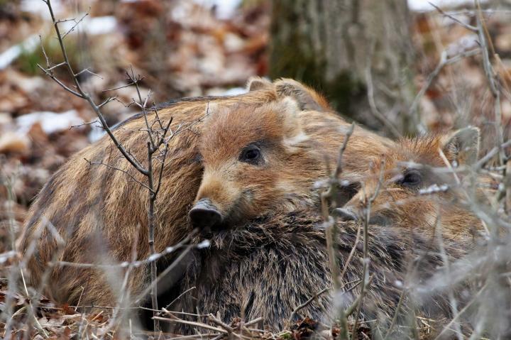 Prase divoké ( Sus scrofa)