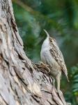 Šoupálek dlouhoprstý (Certhia familiaris)