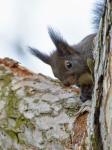 Veverka obecná (Sciurus vulgaris)