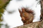 Veverka obecná (Sciurus vulgaris)