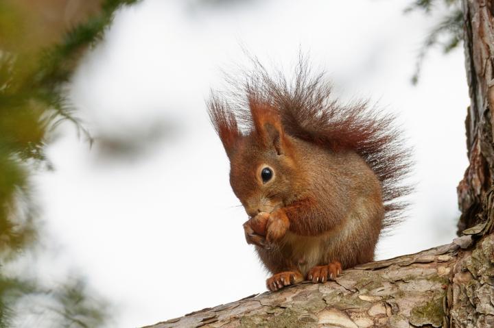 Veverka obecná (Sciurus vulgaris)