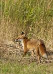 Liška obecná ( Vulpes Vulpes)