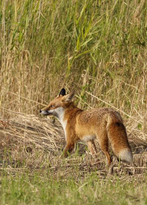  Liška obecná ( Vulpes Vulpes)