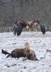  Orel mořský ( Haliaeetus albicillus)