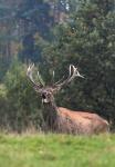 Jelen lesní (Cervus elaphus)