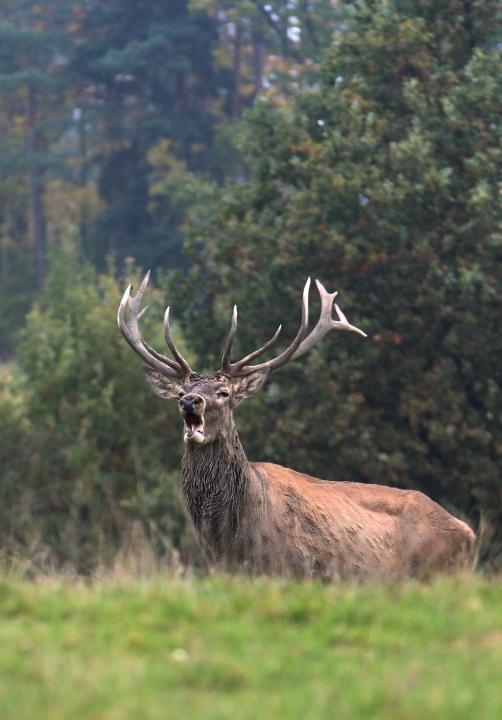 Jelen lesní (Cervus elaphus)