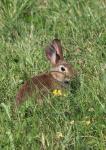 Králík divoký (Oryctolagus cuniculus)