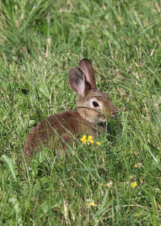 Králík divoký (Oryctolagus cuniculus)