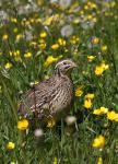 Křepelka polní (Coturnix coturnix)