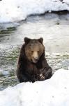  Medvěd hnědý ( Ursus arctos)