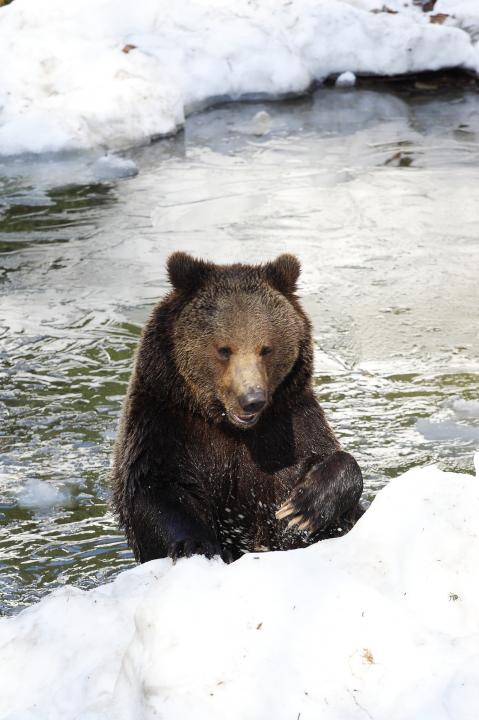  Medvěd hnědý ( Ursus arctos)